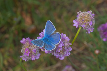 Polyommatus icarus, Hauhechel-Bläuling, Icarus-Bläuling, DE, NRW, Schlangenberg bei Stolberg, Eifel 2020/05/20 14:08:33