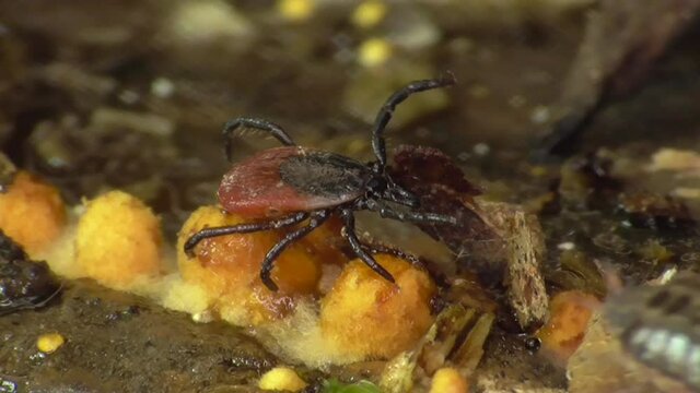 Zecke am Waldboden in der Eifel