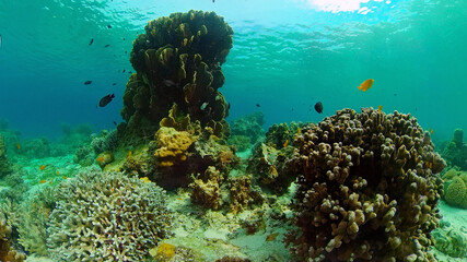 Underwater Scene Coral Reef. Tropical underwater sea fishes. Philippines.