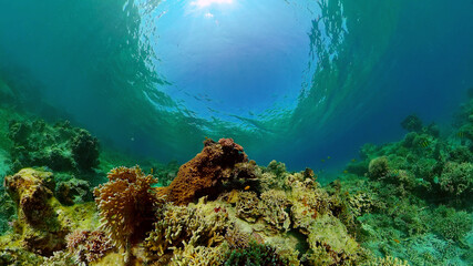Underwater fish reef marine. Tropical colorful underwater seascape with coral reef. Panglao, Bohol, Philippines.