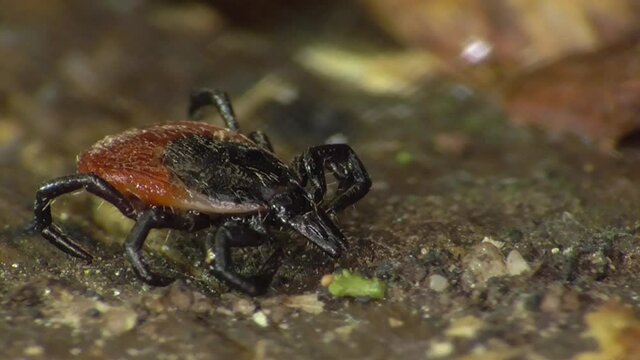 Zecke am Waldboden in der Eifel
