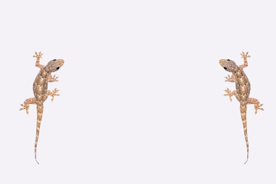 House lizard isolated