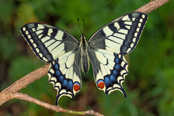 Plakat Papilio machaon - Schwalbenschwanz, DE, NRW, e.ol. Köln-Chorweiler 2020/05/25 16:16:03