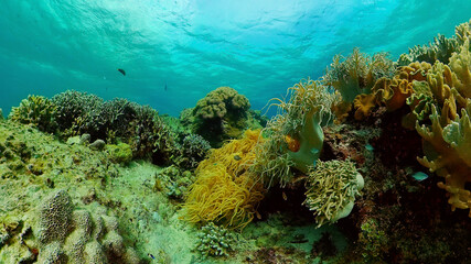 Colourful tropical coral reef. Hard and soft corals, underwater landscape. Philippines.