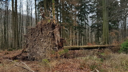 entwurzelter Nadelbaum liegt im Wald