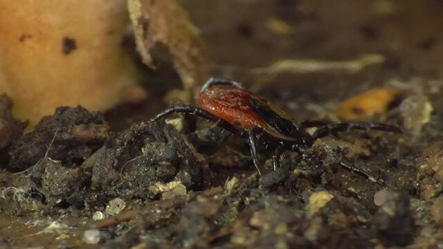 Zecke am Waldboden in der Eifel