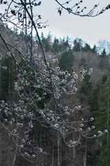 Zweige der Buche mit  Bucheckern und Eiskristallen im Winter in den Bergen