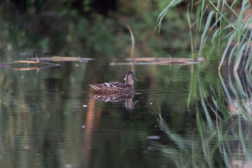 Female wild duck. Portrait at sunrise of a duck with reflection in green water