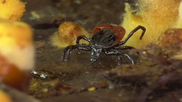 Zecke am Waldboden in der Eifel