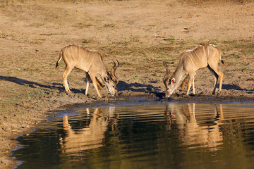 The greater kudu (Tragelaphus strepsiceros), two females drinking from waterhole. Two large antelope males drink from a watering hole head to head.