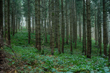 Fichtenwald in den bergen