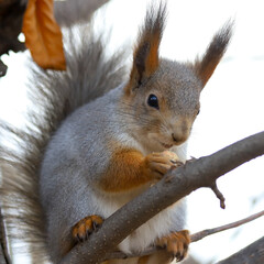 Eurasian red squirrel - Sciurus vulgaris - in grey winter coat sitting on a tree branch and eating something