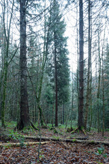 Fichtenwald in den bergen