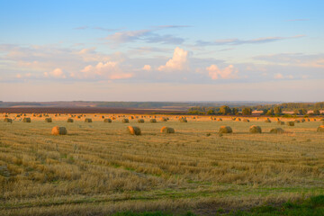 Fototapeta na wymiar Hay circles on a mown field on a summer evening