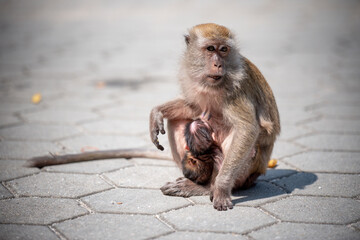 A Portrait of The Mother Monkey Feeding her Baby and showing emotions