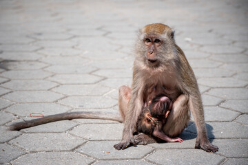 A Portrait of The Mother Monkey Feeding her Baby and showing emotions
