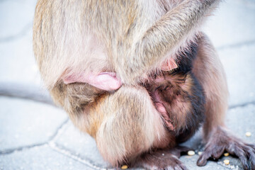 baby monkey in the mother monkey's heart