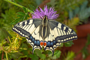 Papilio machaon - Schwalbenschwanz, DE, NRW, e.ol. Köln-Chorweiler 2020/05/26 16:02:23