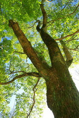 冬の朝の公園の楠木