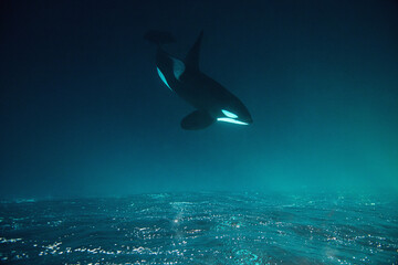 Orca killer whale underwater