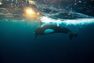 Orca killer whale underwater