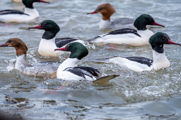 Water birds swimming in opposite directions in water. Common merganser. Goosander Eurasian. Mergus merganser.
