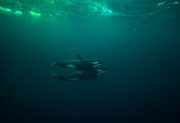 Obraz na płótnie Canvas orca killer whale underwater
