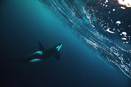 orca killer whale underwater - Powered by Adobe