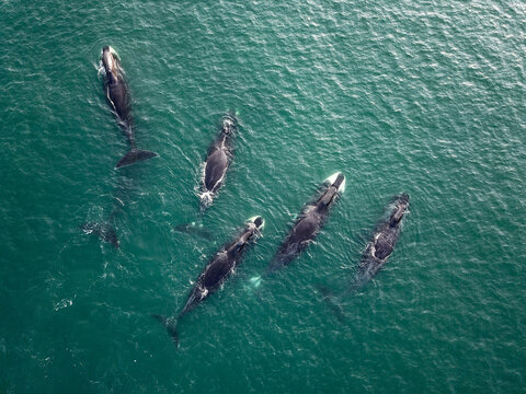 Bowhead whales
