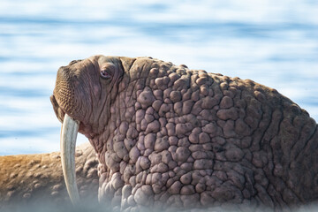 Walrus in the rookery