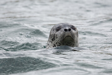 seal in the arctic