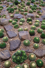 Cactus desert in the garden.