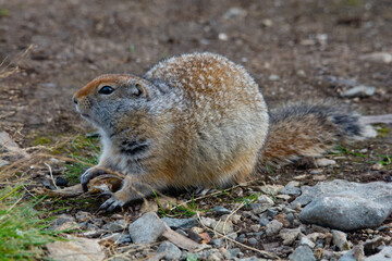 Ground squirrel