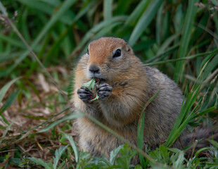Ground squirrel