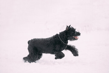 Funny Young Black Giant Schnauzer Or Riesenschnauzer Dog Walking Outdoor In Snow Snowdrift At Winter Snowy Day. Playful Pet Outdoors