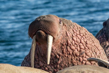 walrus on the rookery