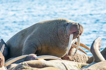 Fototapeta premium walrus on the rookery
