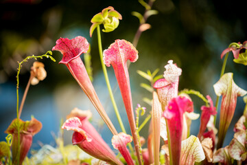 beautiful of The carnivorous topped trumpet pitcher plant