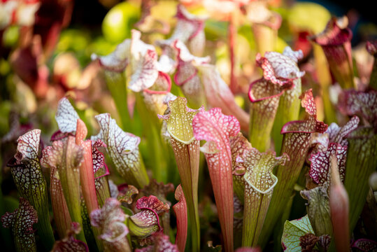 beautiful of The carnivorous topped trumpet pitcher plant
