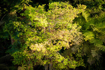 tropical garden flowers at Garden by the Bay in Singapore