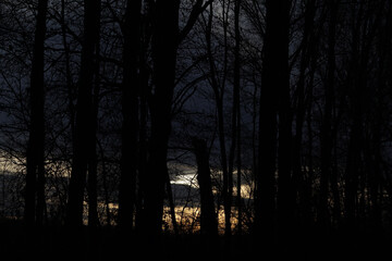 Naklejka premium a spooky scene in the forest at sunset