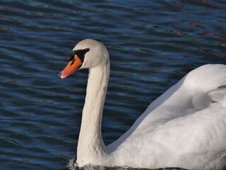 mute swan cygnus olor