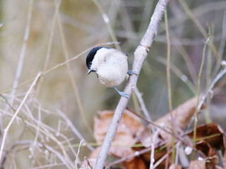 Fototapeta premium marsh tit perching on a branch