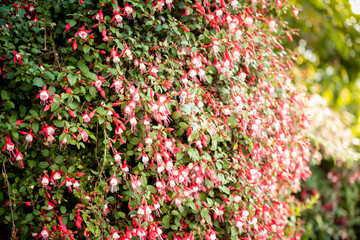 tropical garden flowers at Garden by the Bay in Singapore