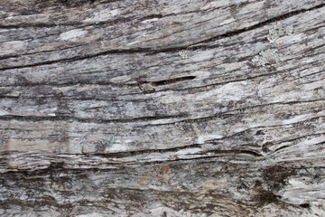 wood texture