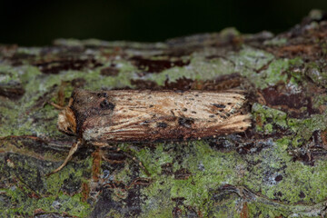 Axylia putris, Putris-Erdeule, DE, NRW, Leverkusen-Opladen 2020/06/03 16:17:15