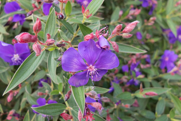 Beautiful purple flowers in the garden close up shot.