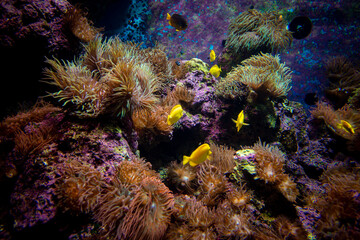 Fototapeta na wymiar Amazing coral reef aquarium moment. Wonderful and beautiful underwater world with corals and tropical fish.
