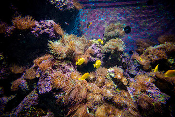 Naklejka na ściany i meble Amazing coral reef aquarium moment. Wonderful and beautiful underwater world with corals and tropical fish.