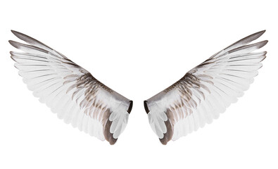 White bird wings on white background.